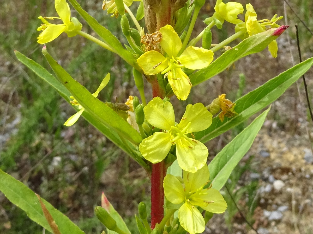 Oenothera parviflora (Onagraceae)